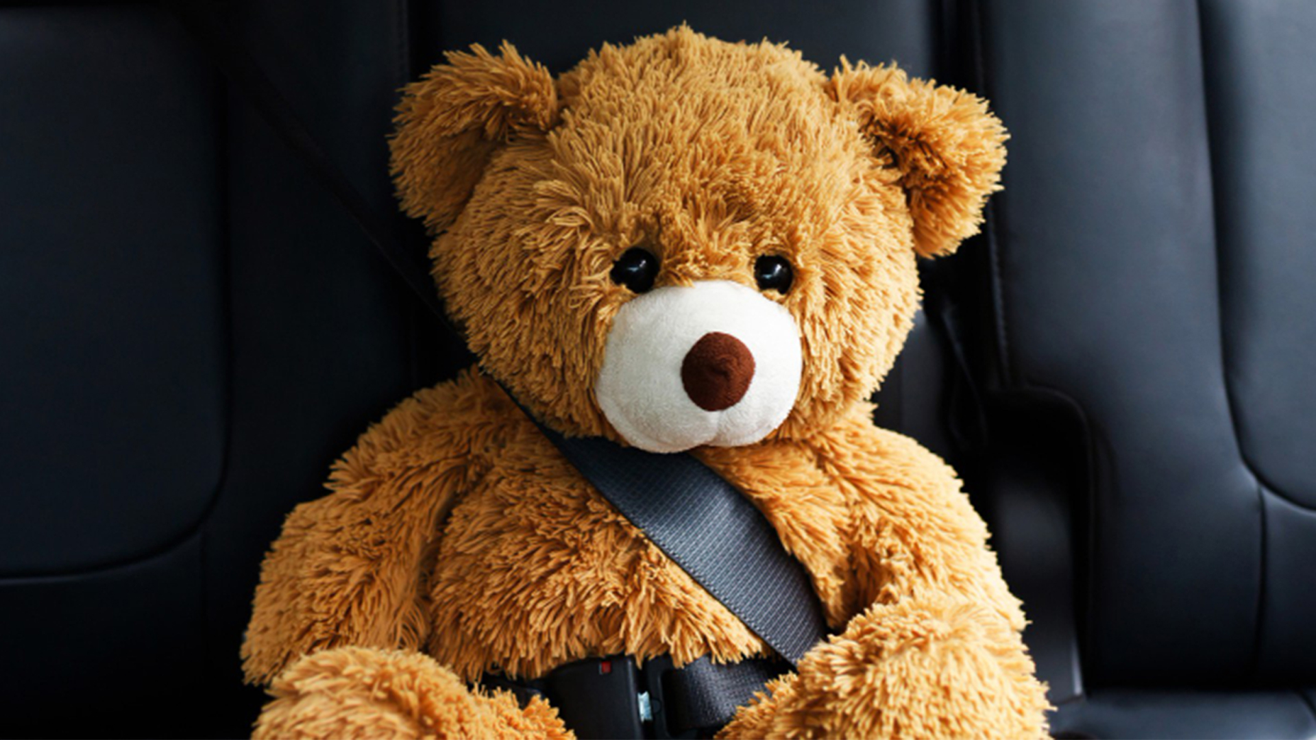 Miś w pasach bezpieczeństwa